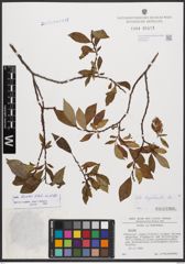 Salix bicolor Ehrh. ex Willd.